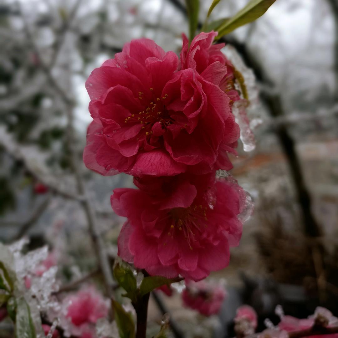 🍃汪后余生♡˖꒰ᵕ༚ᵕ⑅꒱