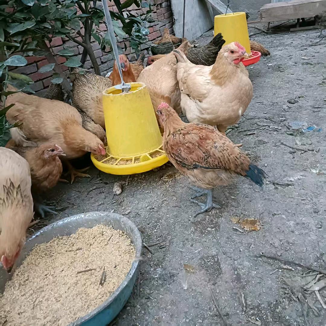 小鸡苗很好
