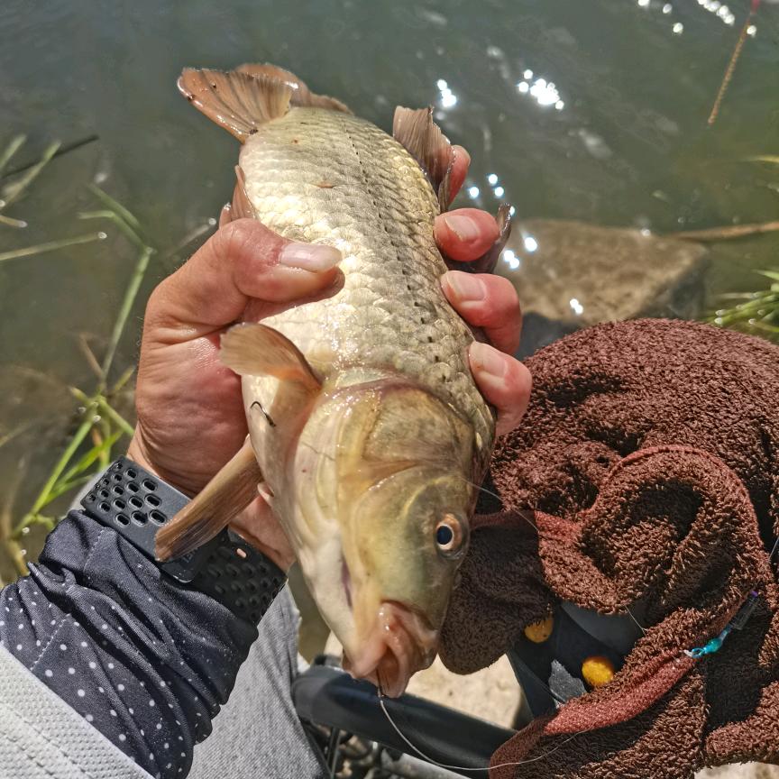 小宋爱钓鱼（野钓版）