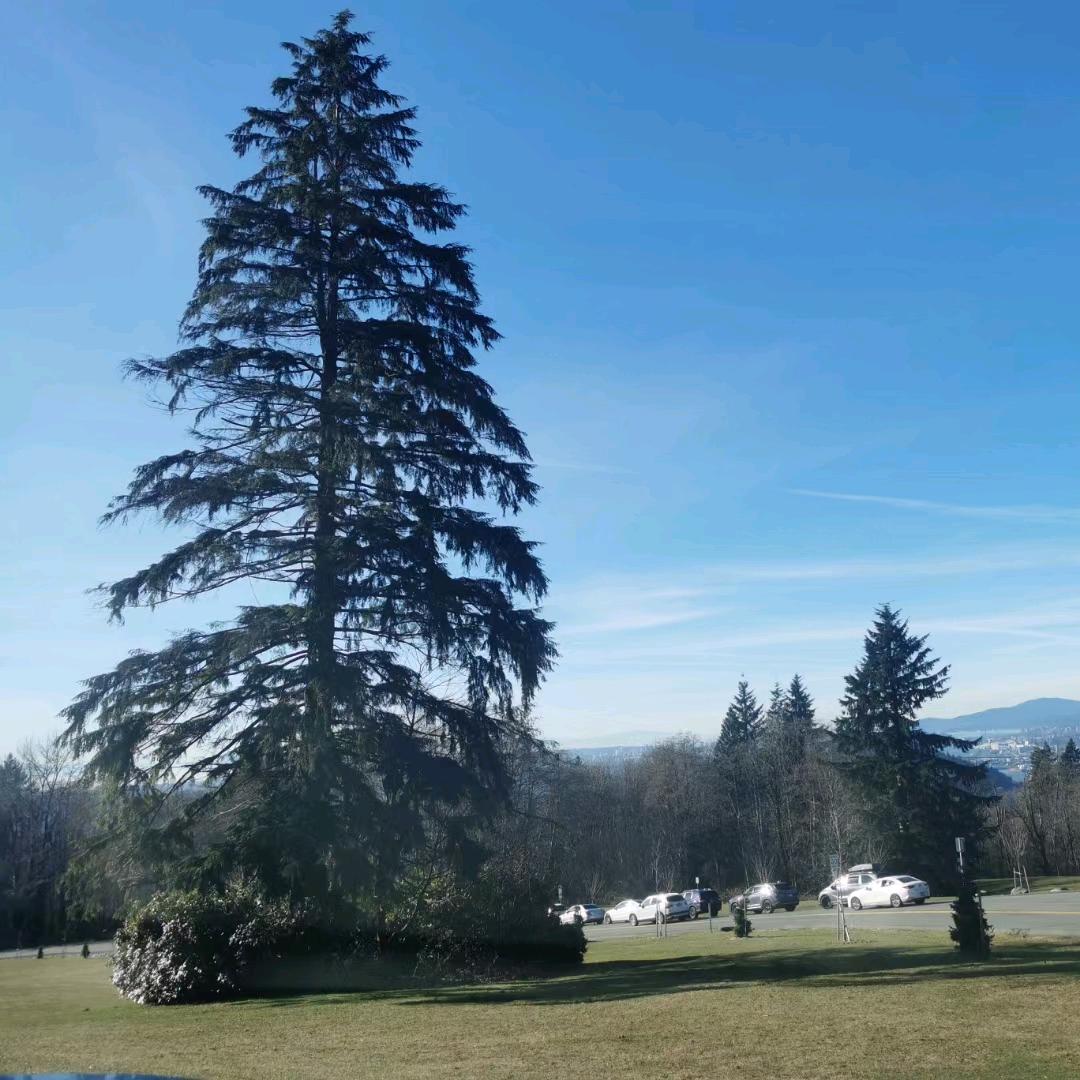 🧚‍♀️梅子🍁1915