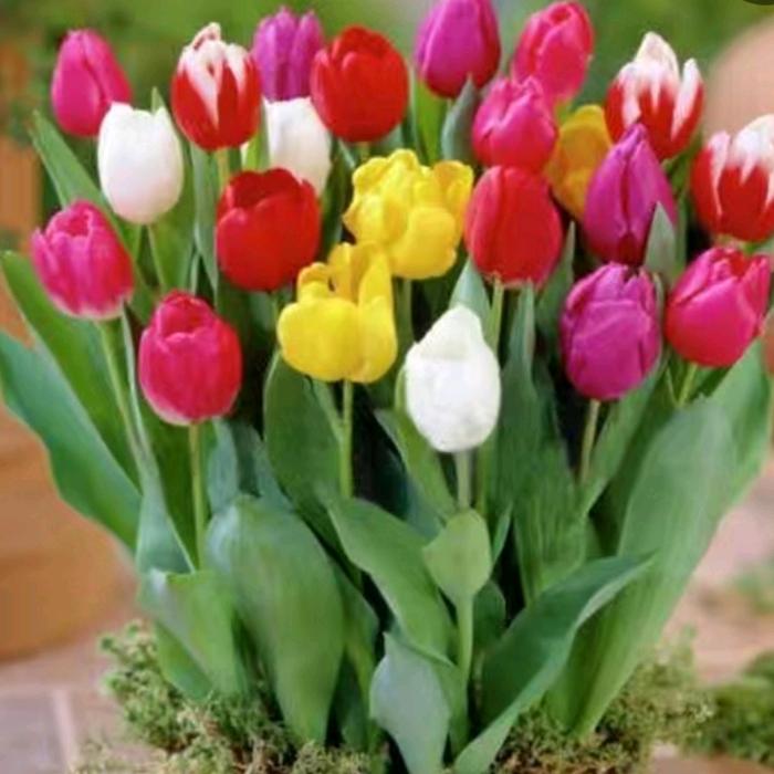 #郁金香的味道#