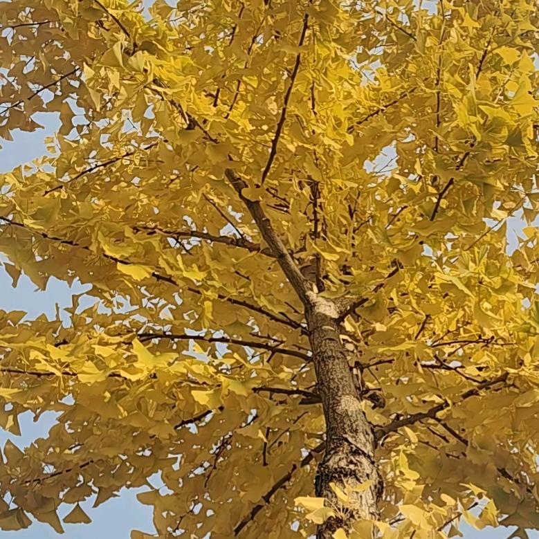 启程（李七妹）