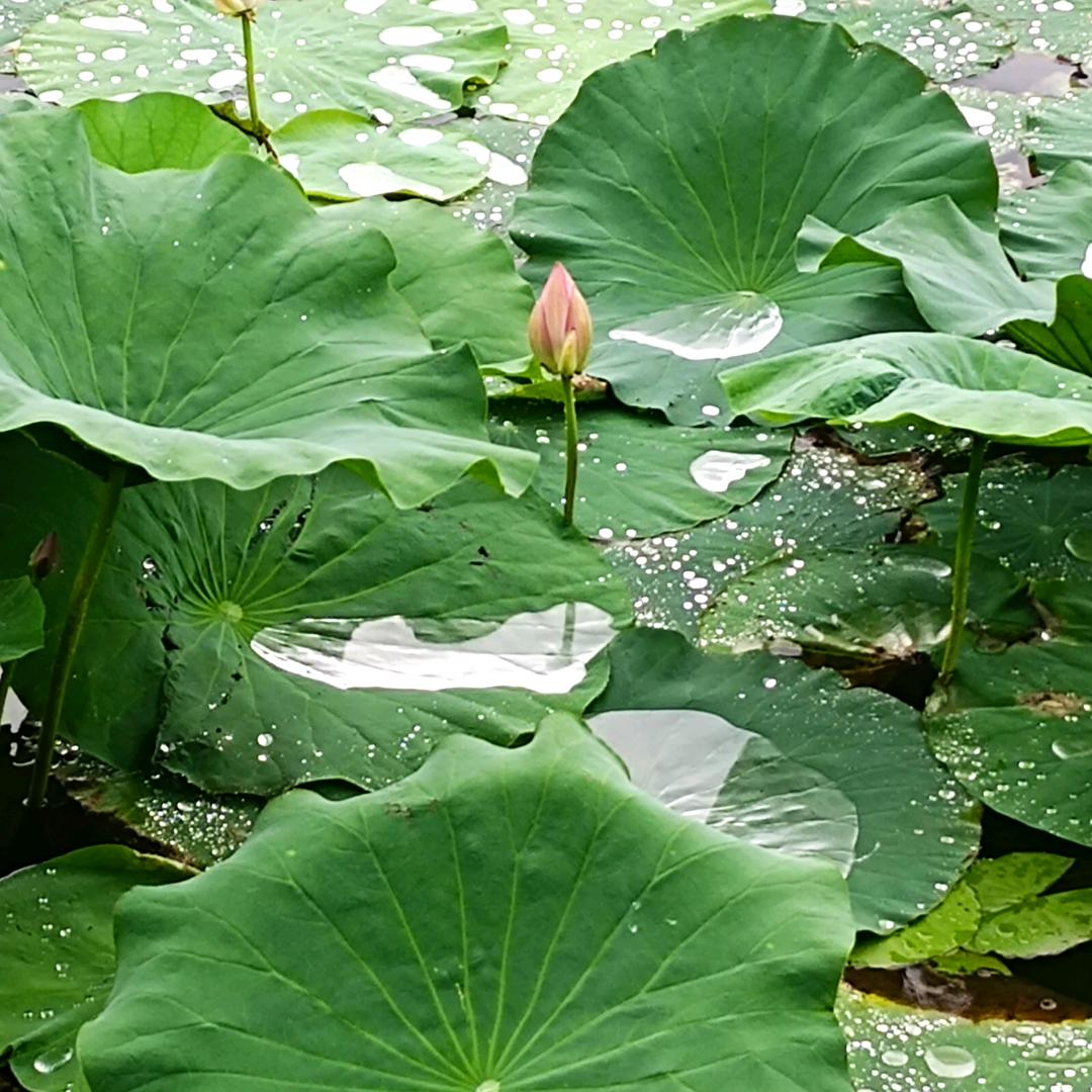 小菜虫🐛🐛