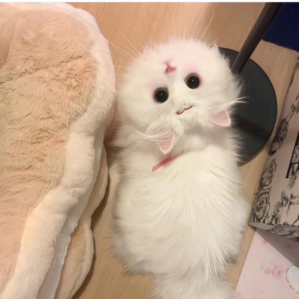 不吃折耳根