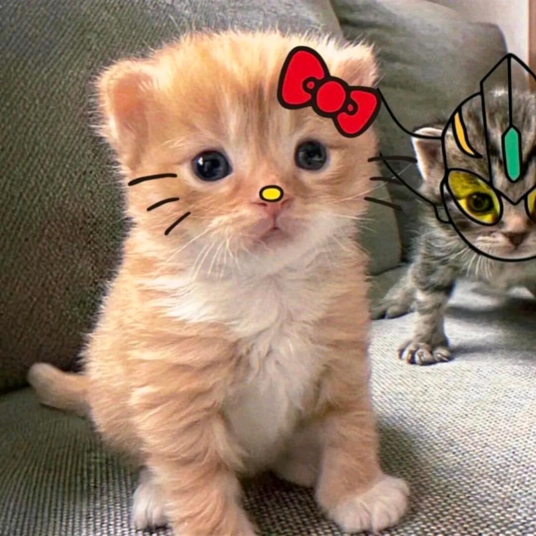 萌猫瑞瑞₍˄·͈༝·͈˄*₎◞ ̑̑