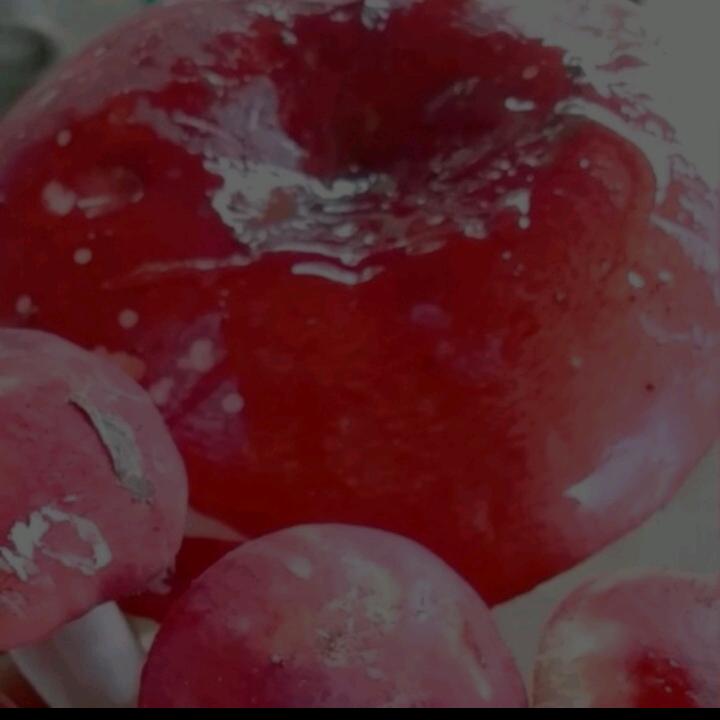 娃娃菜