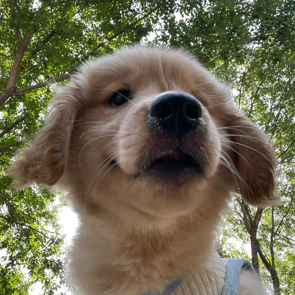 拿铁是只小金毛