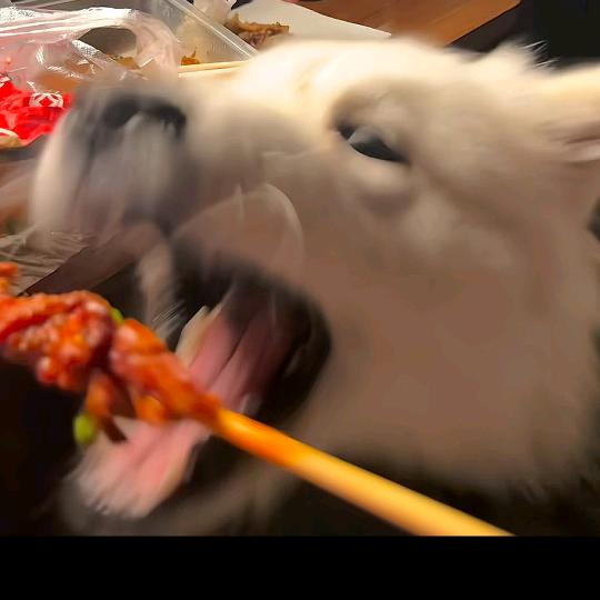 阿狗