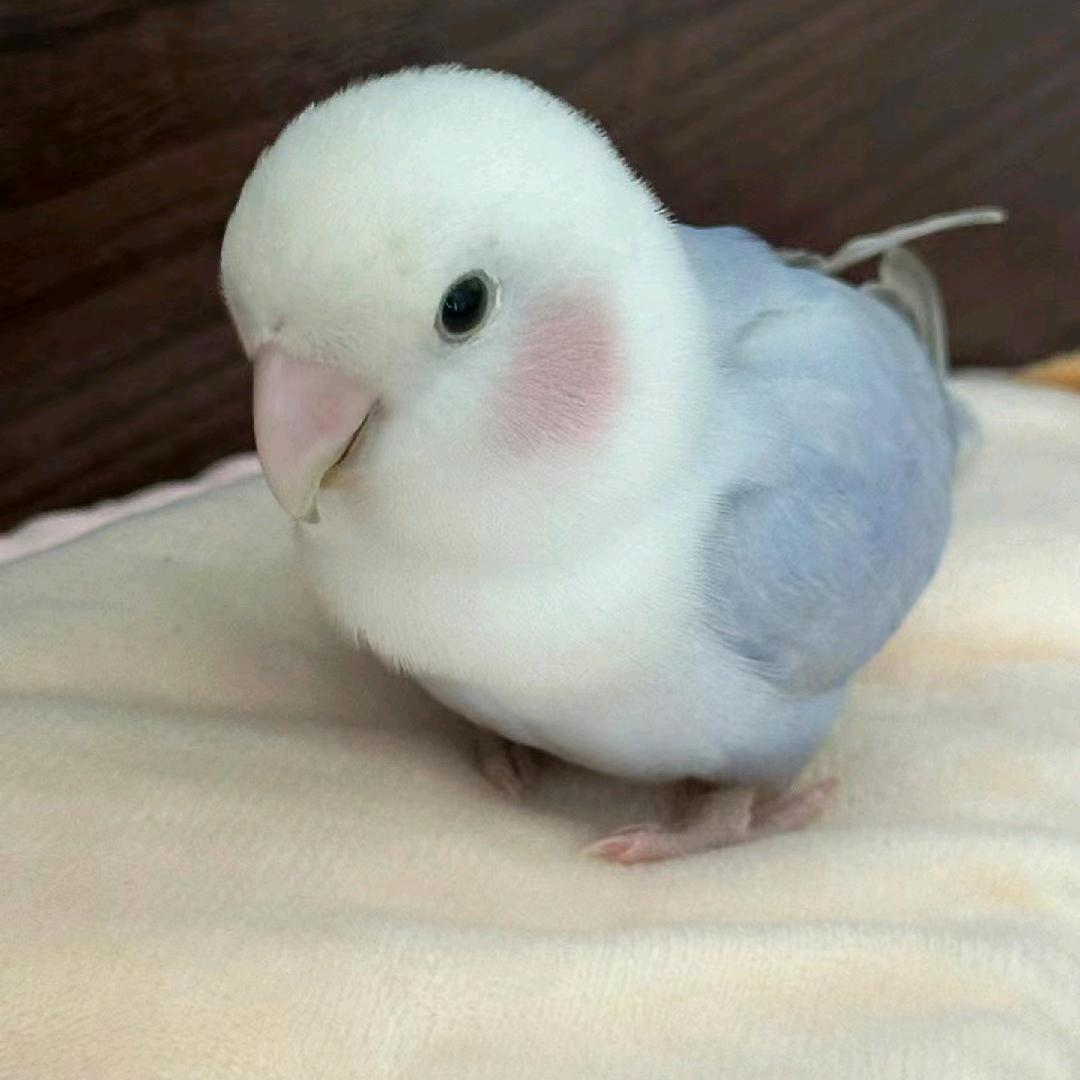 好吧好吧