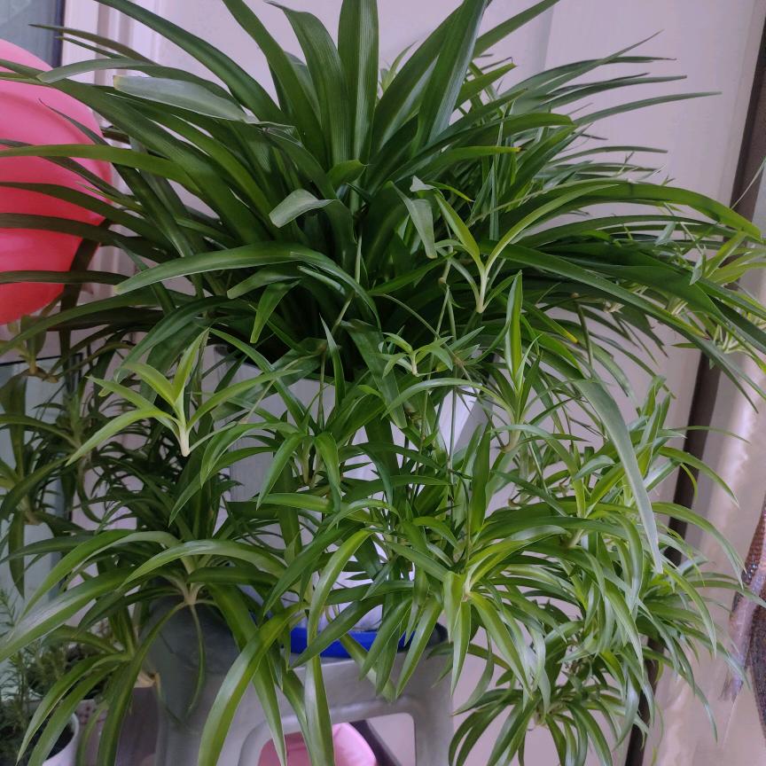 毛毛