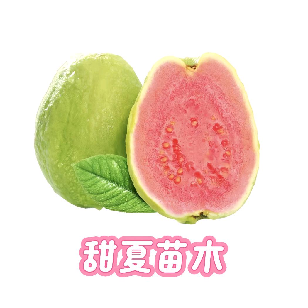 甜夏果树苗木专营店