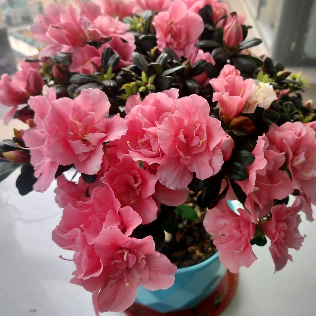 🌹你有故事我有酒🍺