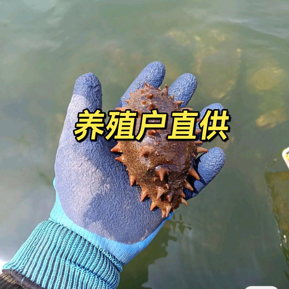 锦一味海参（只做零添加）