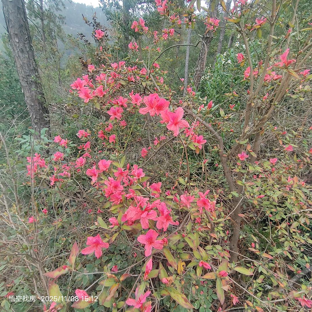 麻城市尚居地产中介服务部