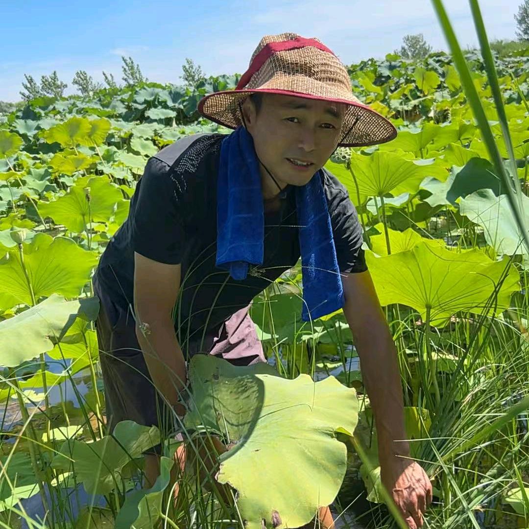 农村波哥