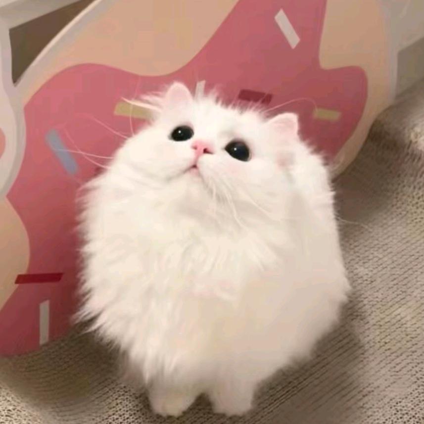 佳宝儿