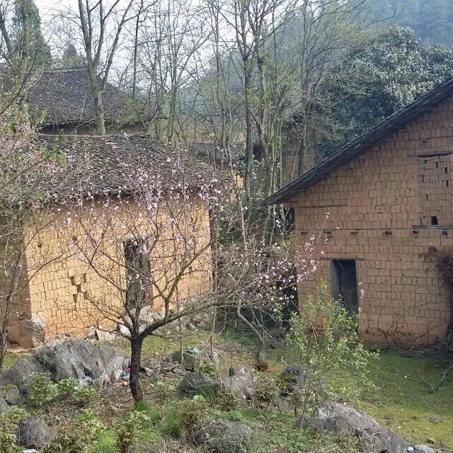 （东坑乡雨情湖南邵阳土特产绿色农产品）