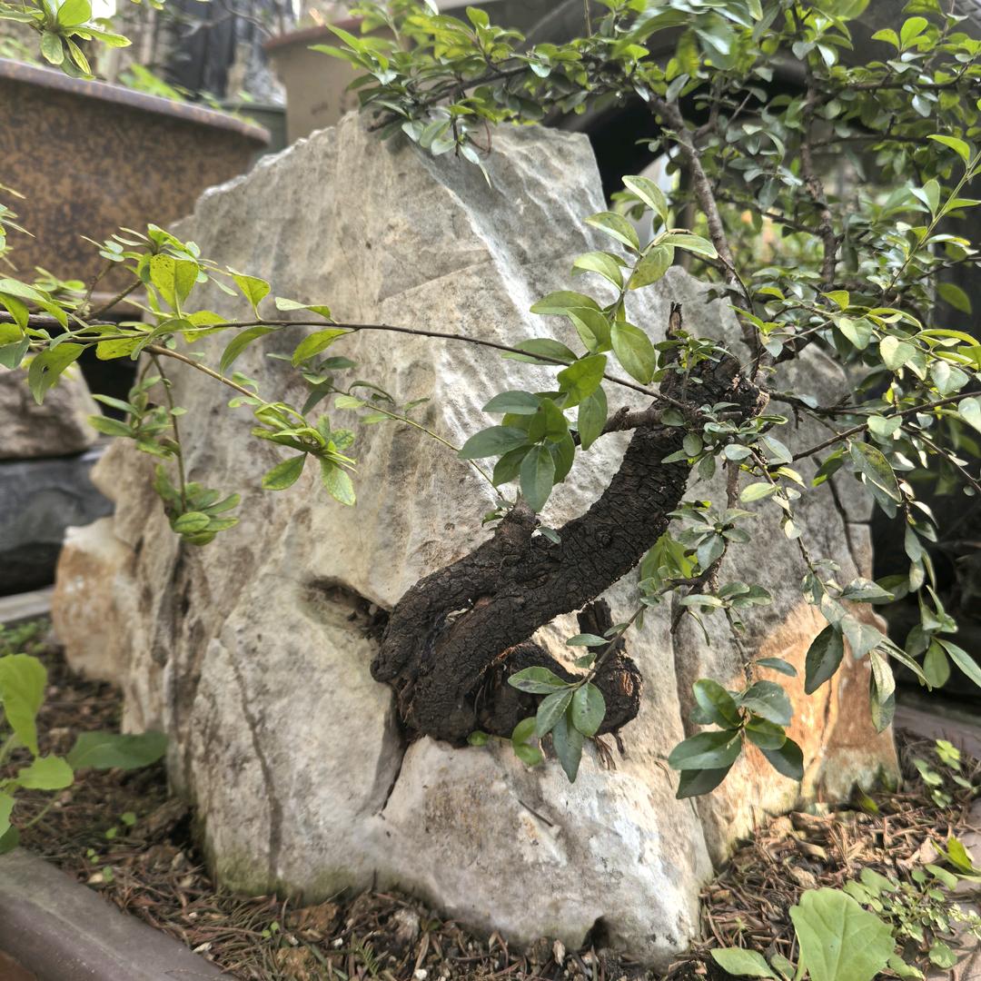 相约