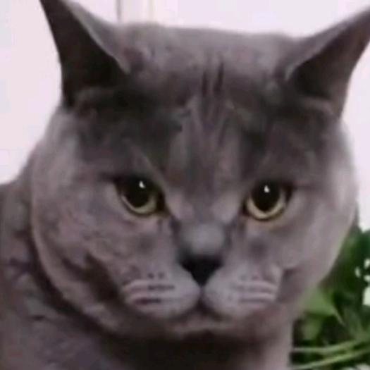 灰灰是只猫