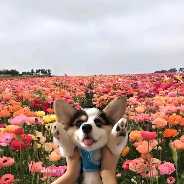 kk