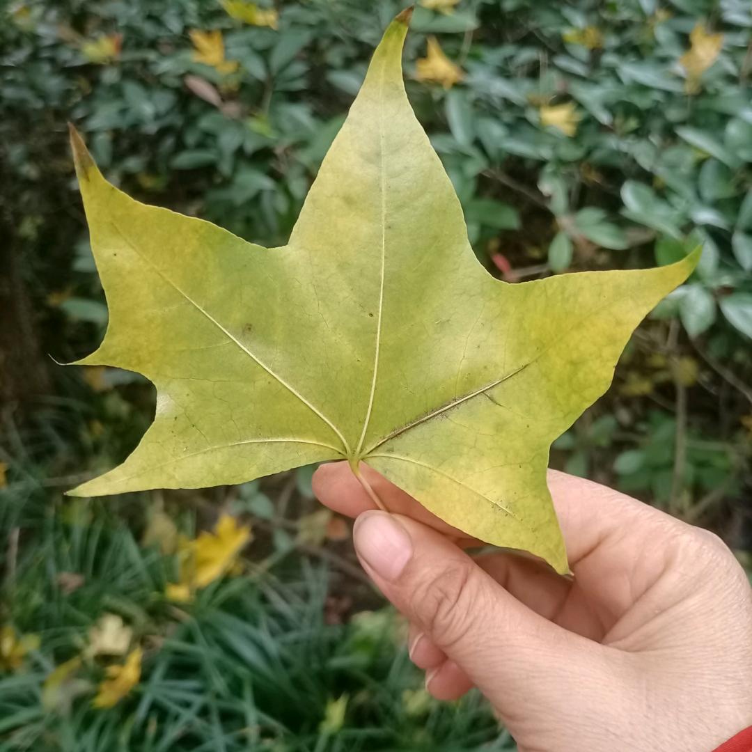 💐爱笑就有好运💐818