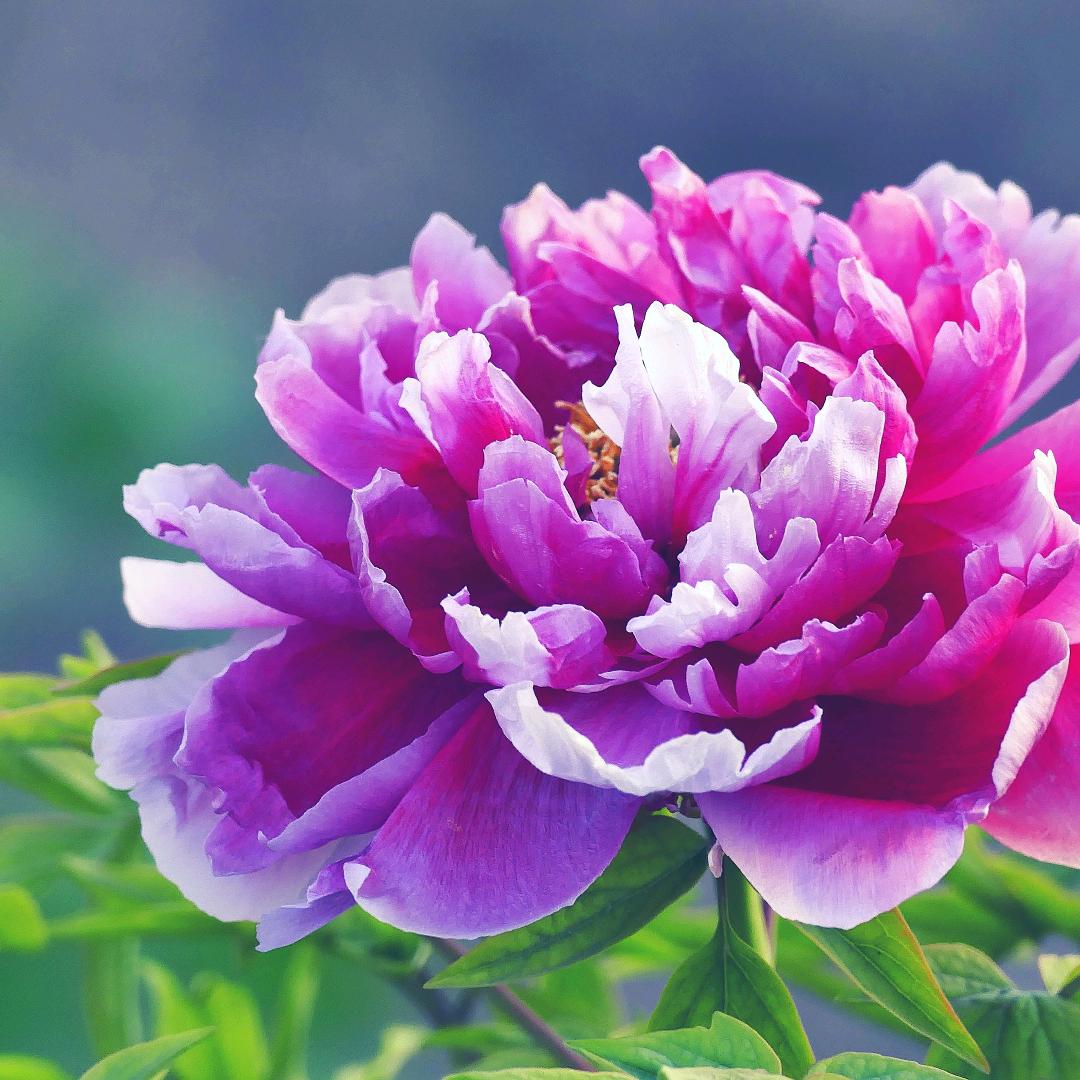 手机用户62975622583