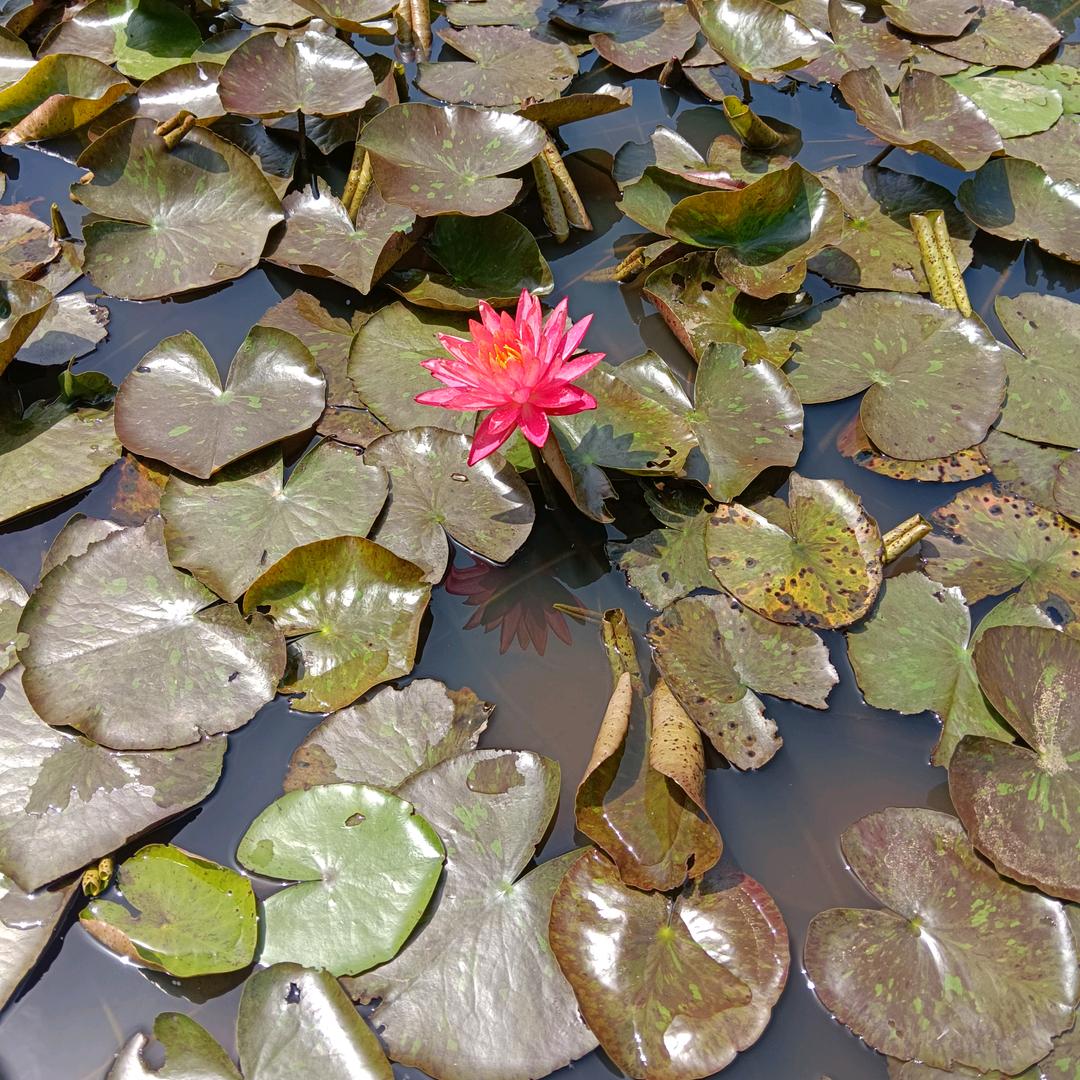 连花