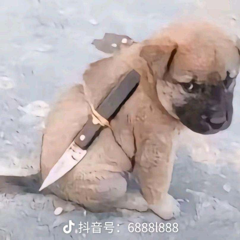 固态度量  向命运挑战`