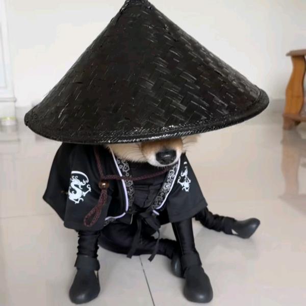 无情小t