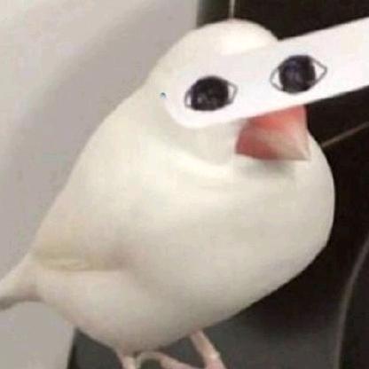 鸽子🕊️