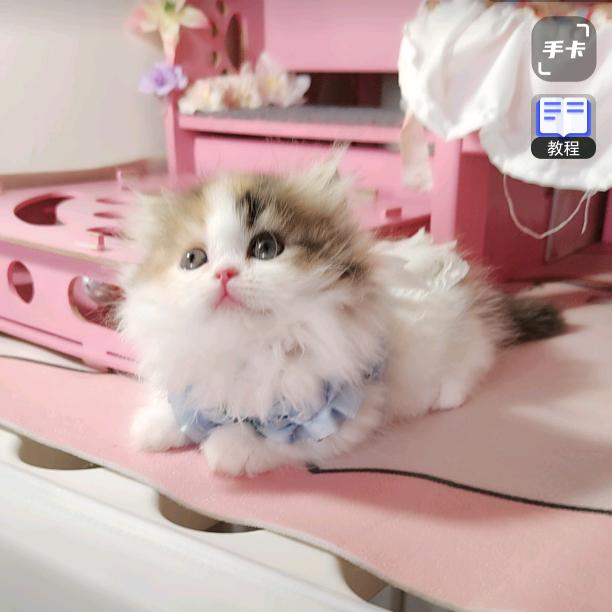 蒲公英的约定2025