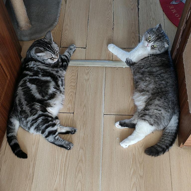 猫咪看家