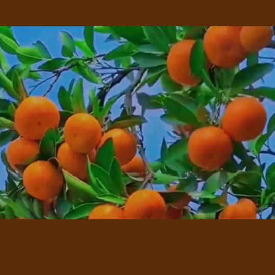平安🙏喜乐🍎🍎
