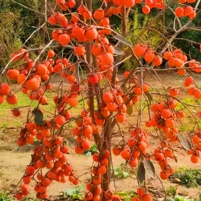 雀森金芝果树苗木专卖店