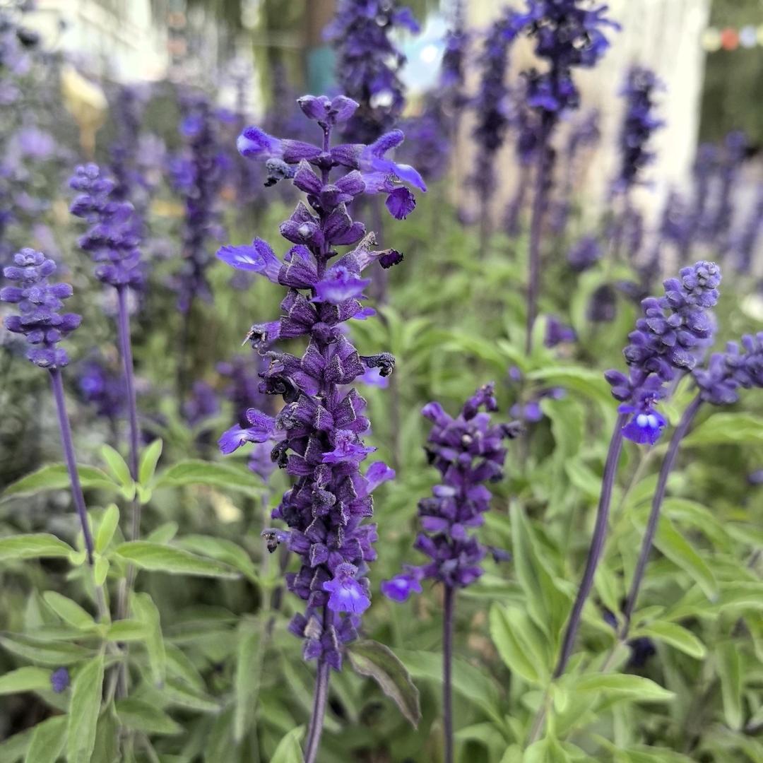 漂泊在西藏的贵州人