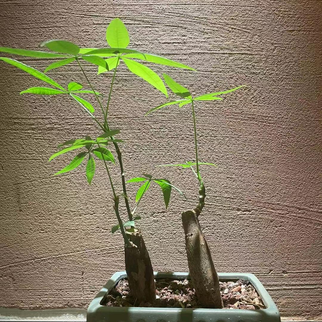 硕1️⃣