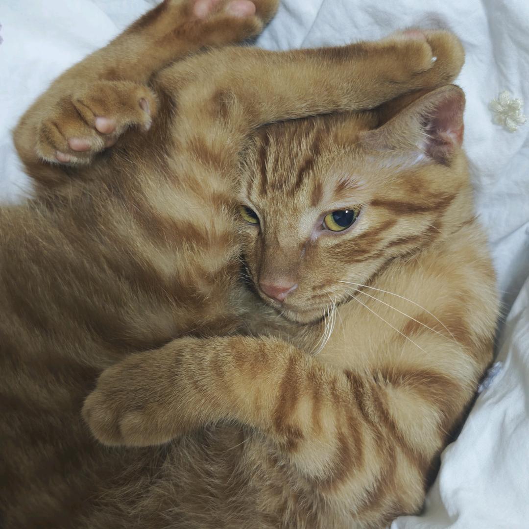 狸花哪有梨花香