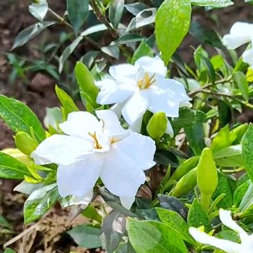 横州市主营栀子花和茉莉花苗
