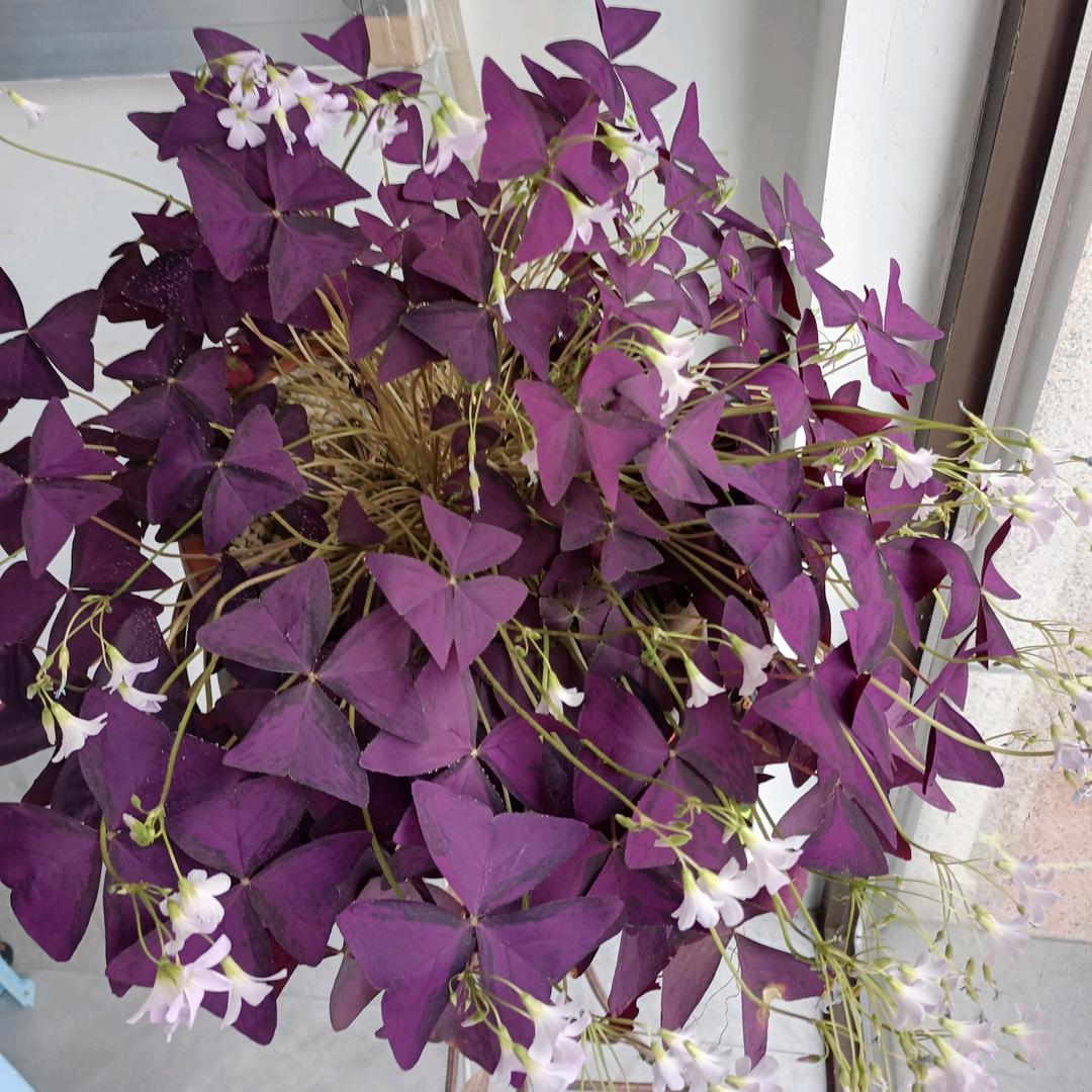 乐平市鲍姐发艺( 晴空朵朵）