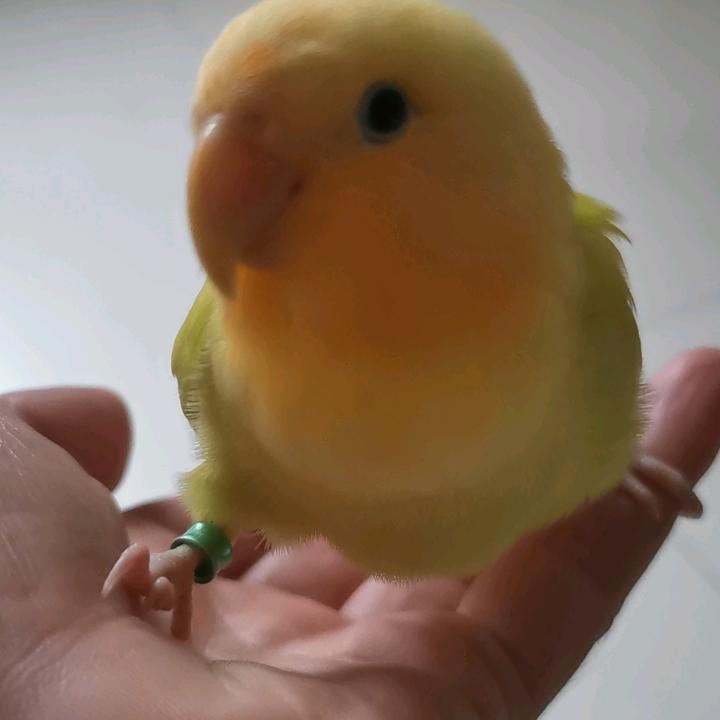 戒不掉的