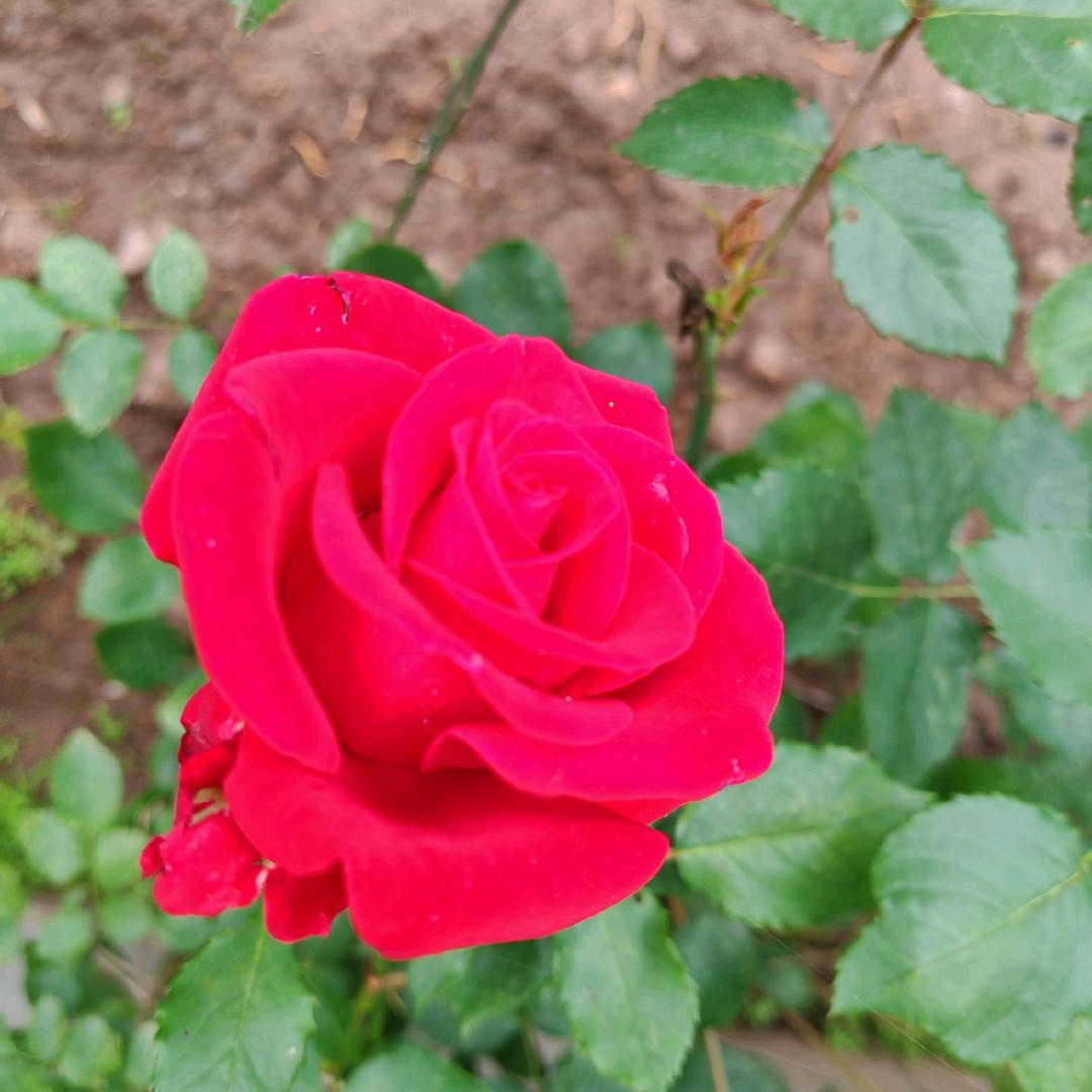 家常菜芳姐
