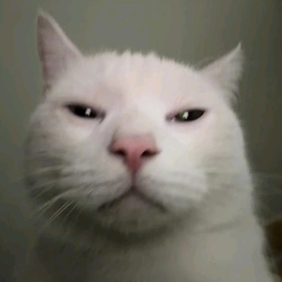 茉莉雨