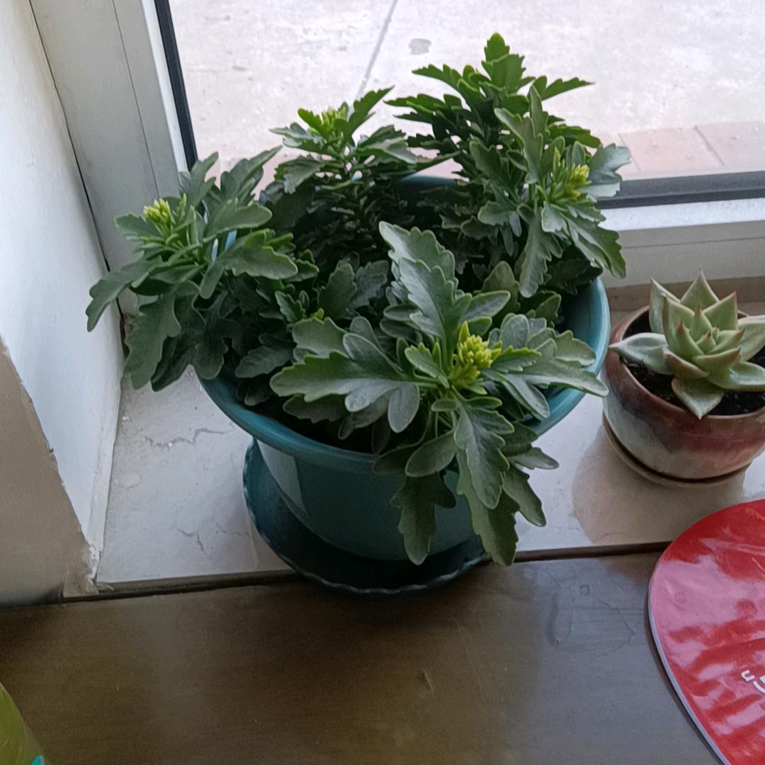 红豆妹妹8