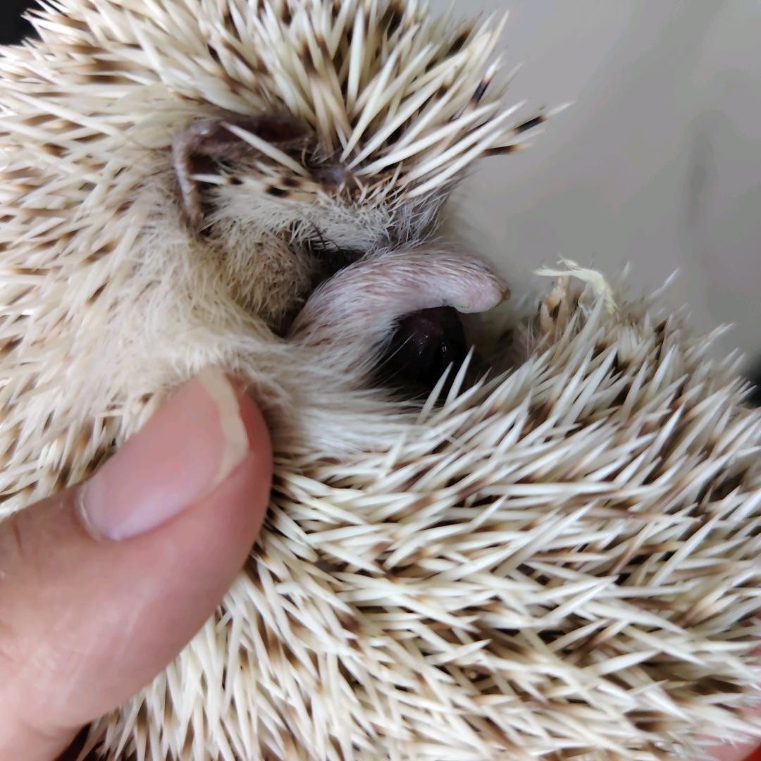没有小刺猬