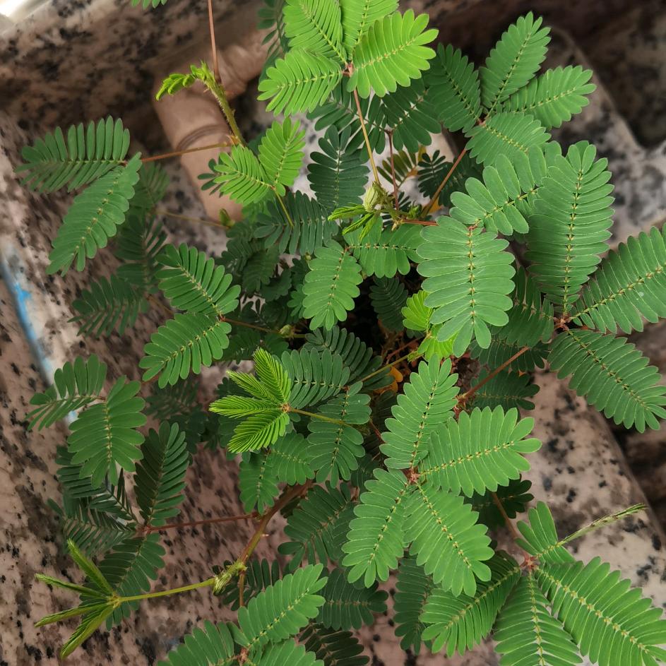 🌿小草