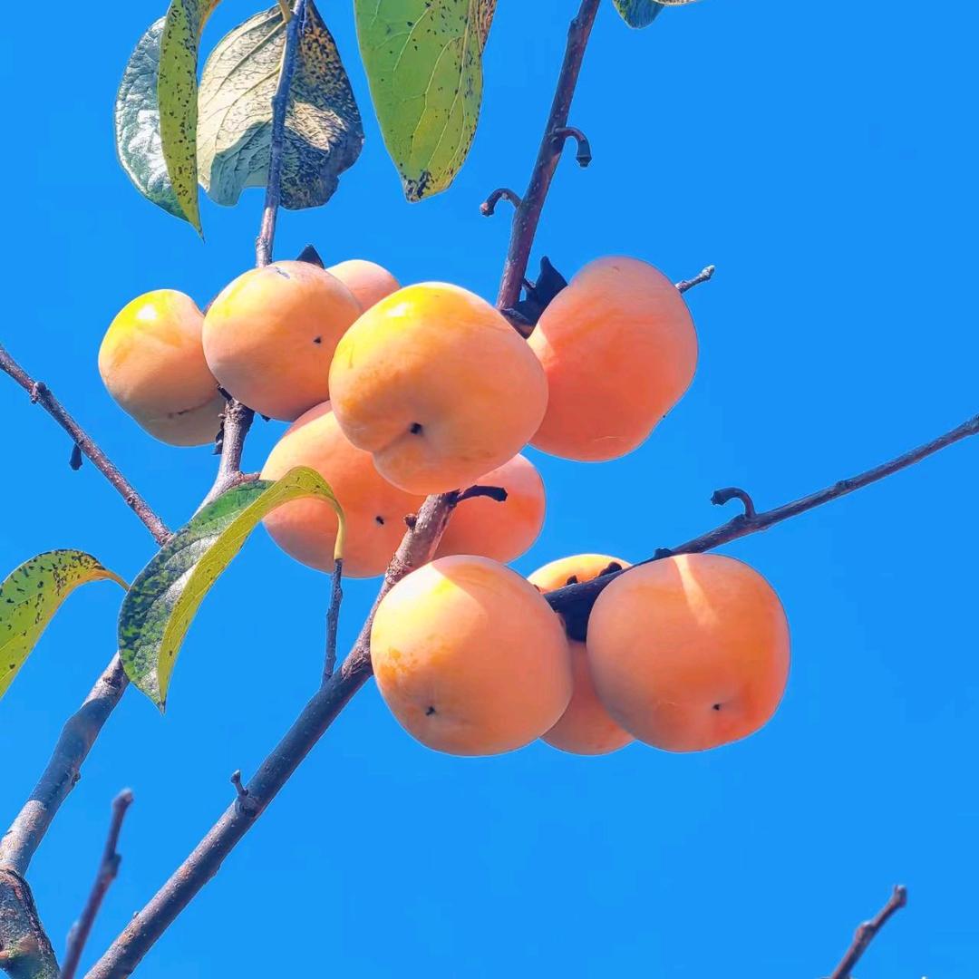 源生堂：金豆豆