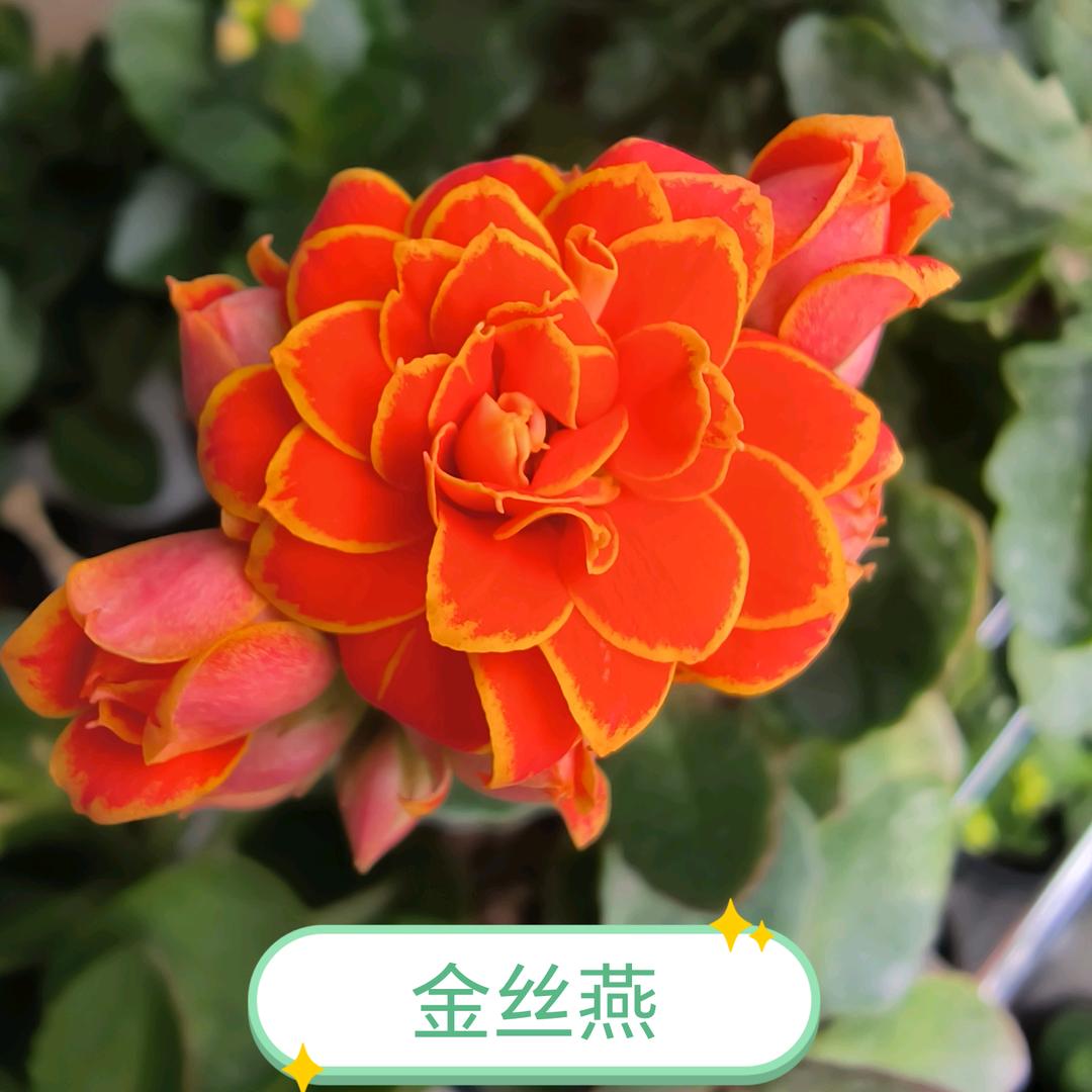 蓝莓