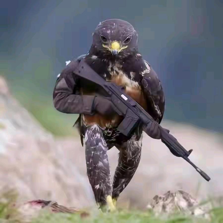 昆哥