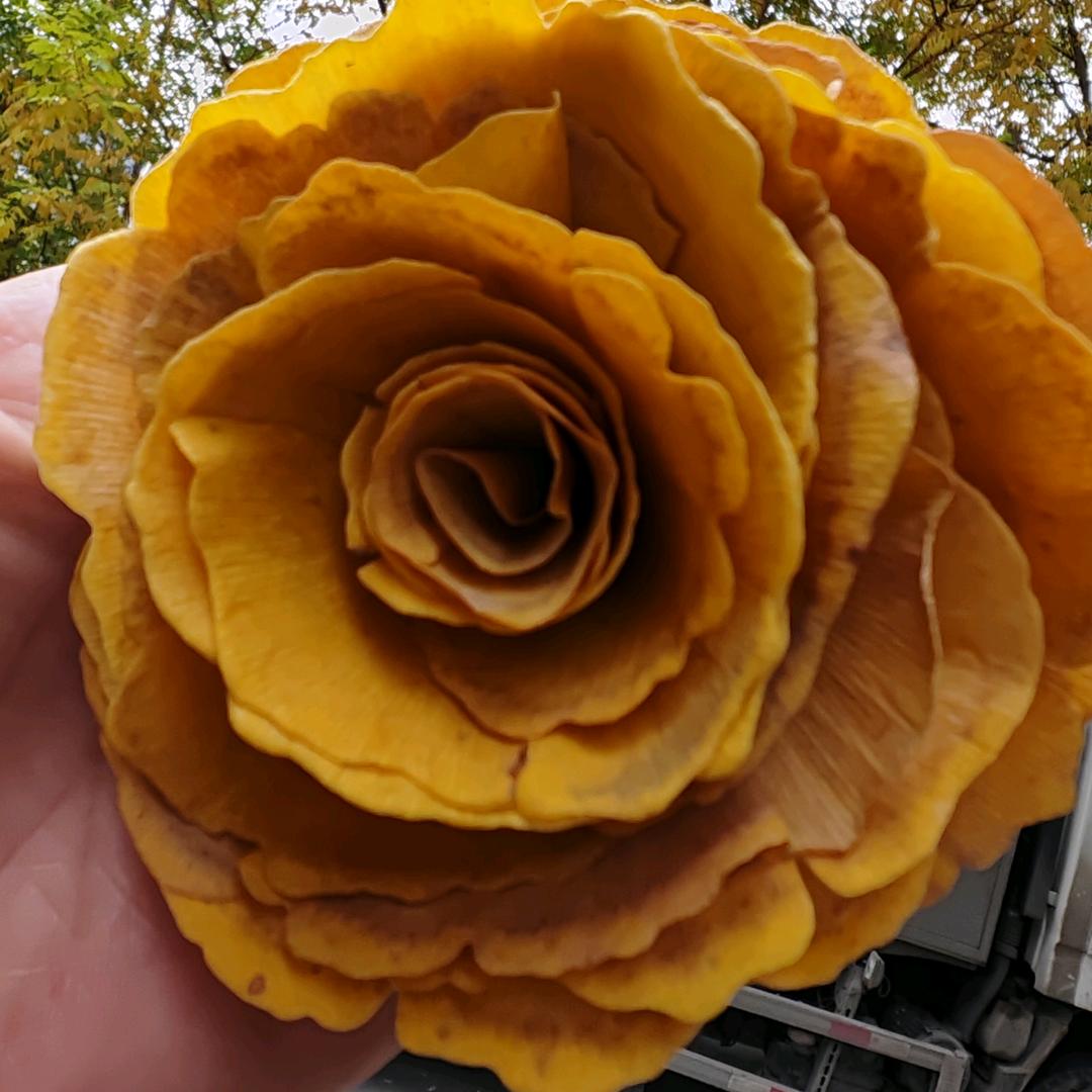 紫荆花