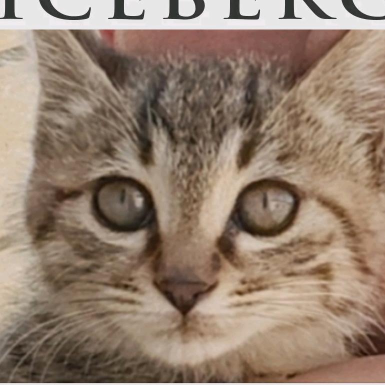 喵猩猩